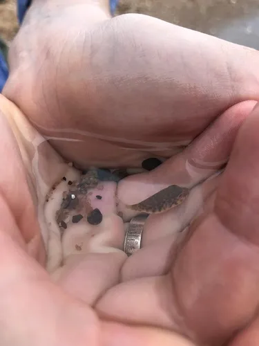 Miniatura: Colomesus (Colomesus spp.)
