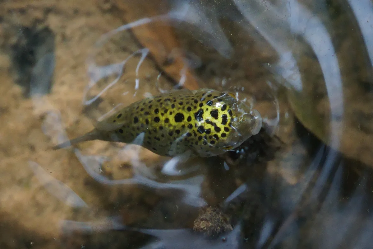 Miniatura: Dichotomyctere (Dichotomyctere spp.)
