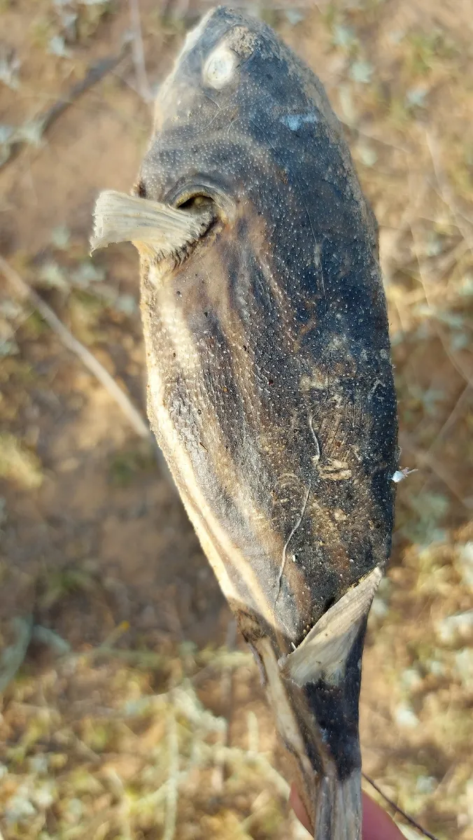Tetraodon (Tetraodon spp.)