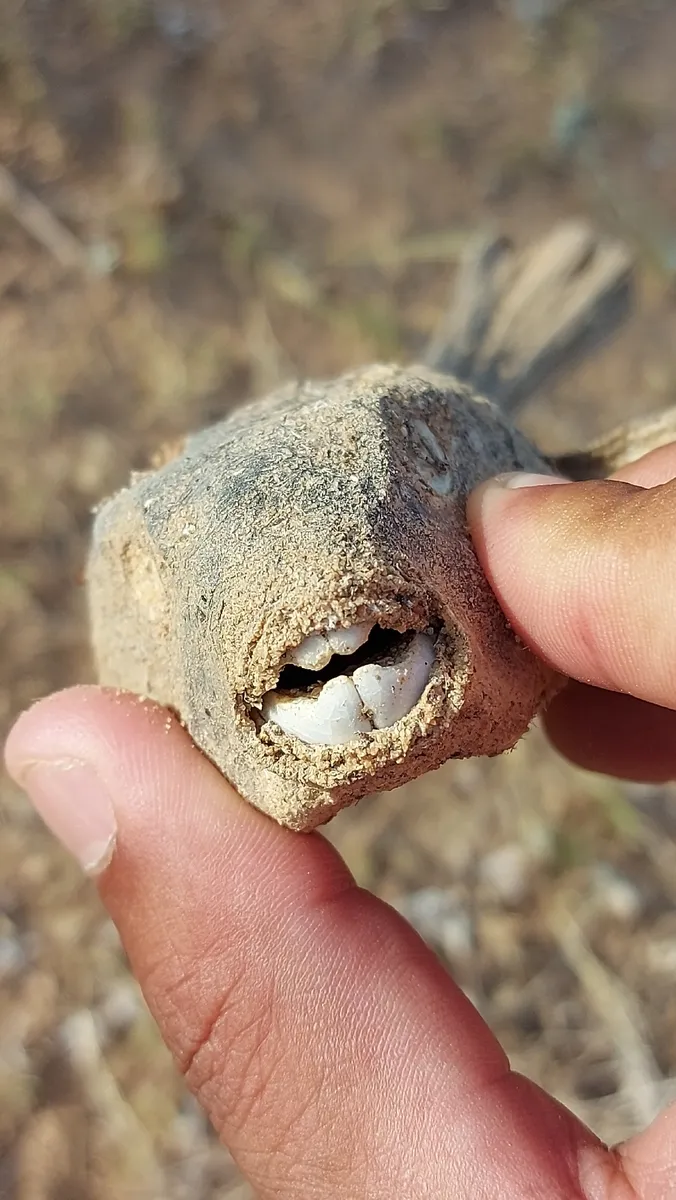 Miniatura: Tetraodon (Tetraodon spp.)