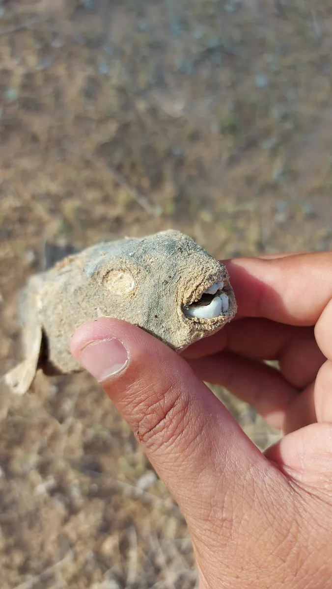 Miniatura: Tetraodon (Tetraodon spp.)