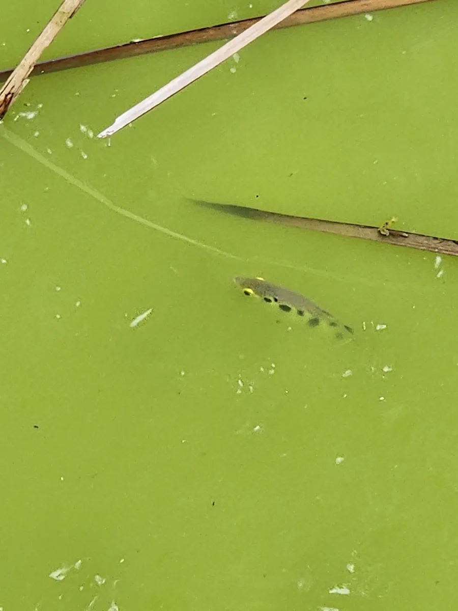 Miniatura: Toxotes (Toxotes spp.)