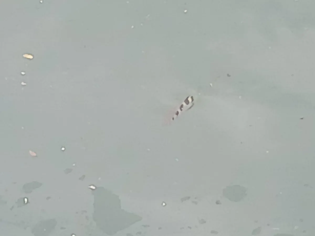 Miniatura: Toxotes (Toxotes spp.)