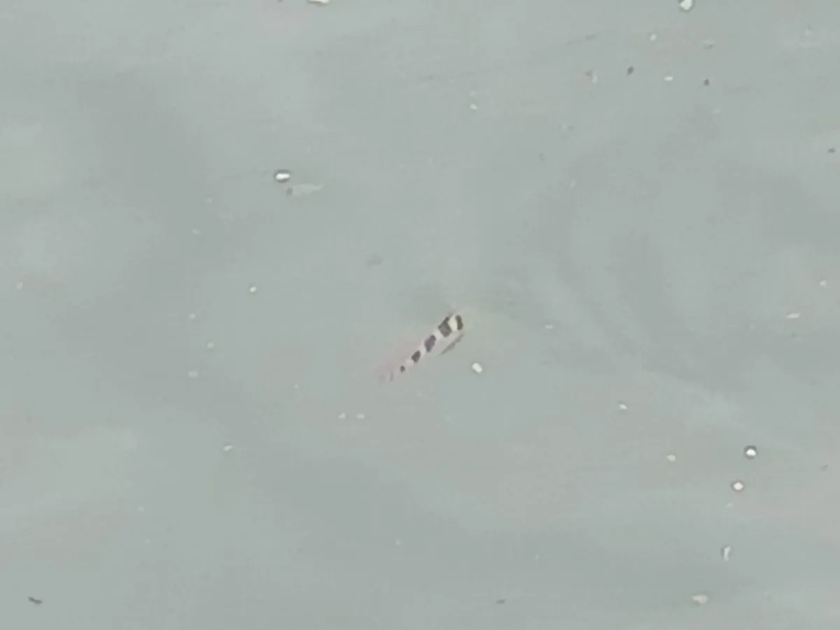 Miniatura: Toxotes (Toxotes spp.)