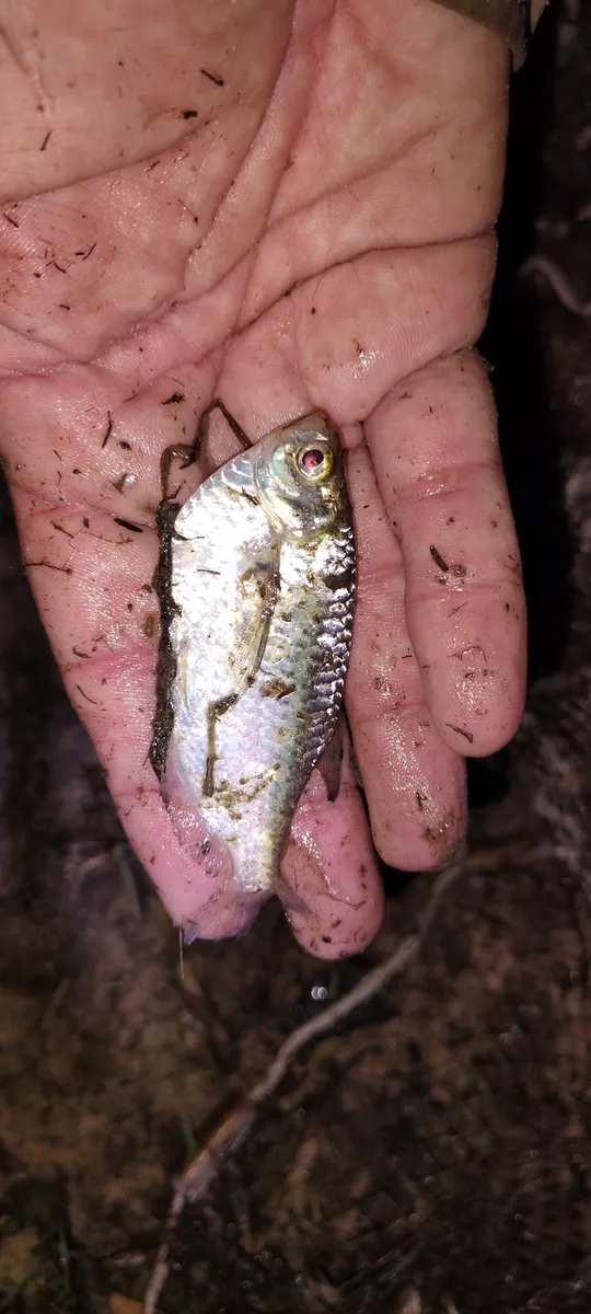 Miniatura: Triportheus (Triportheus spp.)