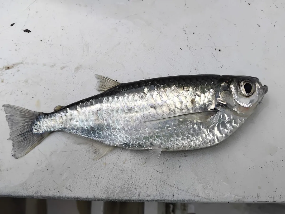 Miniatura: Triportheus (Triportheus spp.)