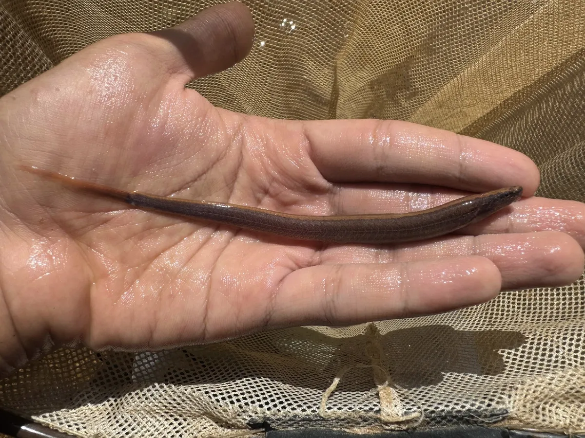 Miniatura: Vaillantella (Vaillantella spp.)