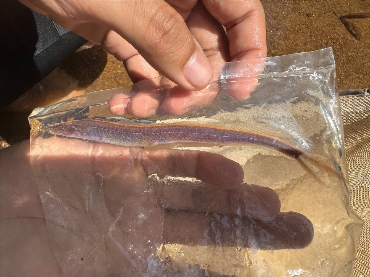 Miniatura: Vaillantella (Vaillantella spp.)
