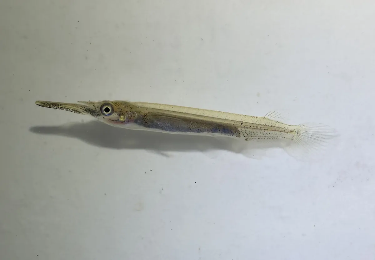 Zenarcopteridi (Aguglie)