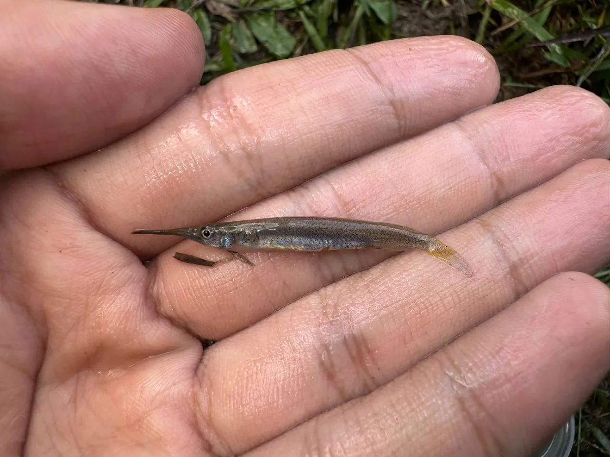 Miniatura: Dermogenys (Dermogenys spp.)
