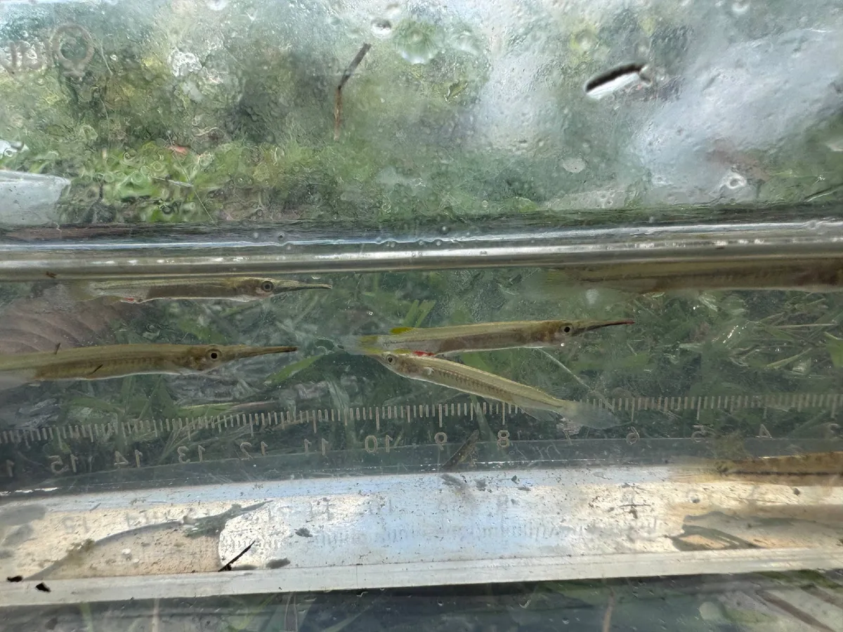 Miniatura: Dermogenys (Dermogenys spp.)