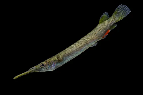 Miniatura: Dermogenys (Dermogenys spp.)