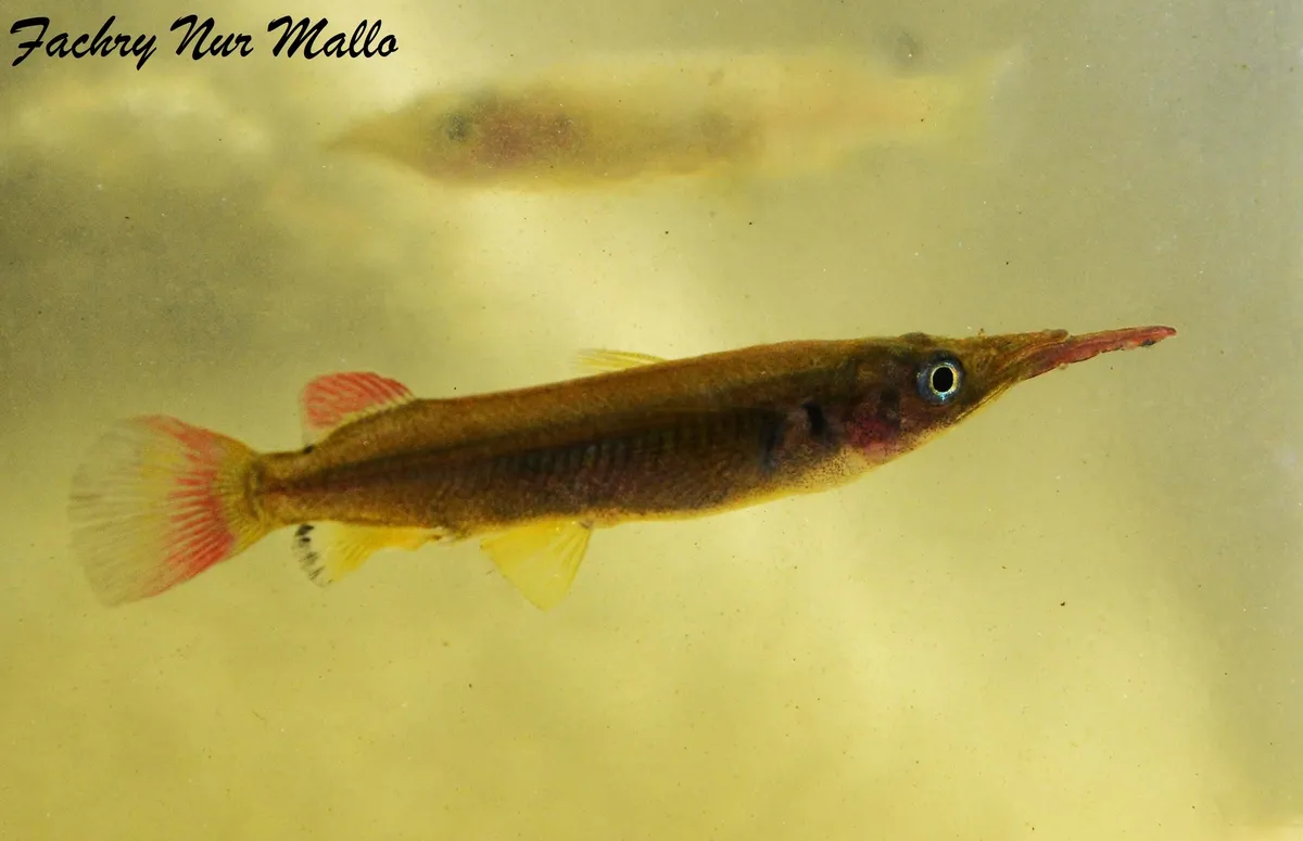 Nomorhamphus (Nomorhamphus spp.)