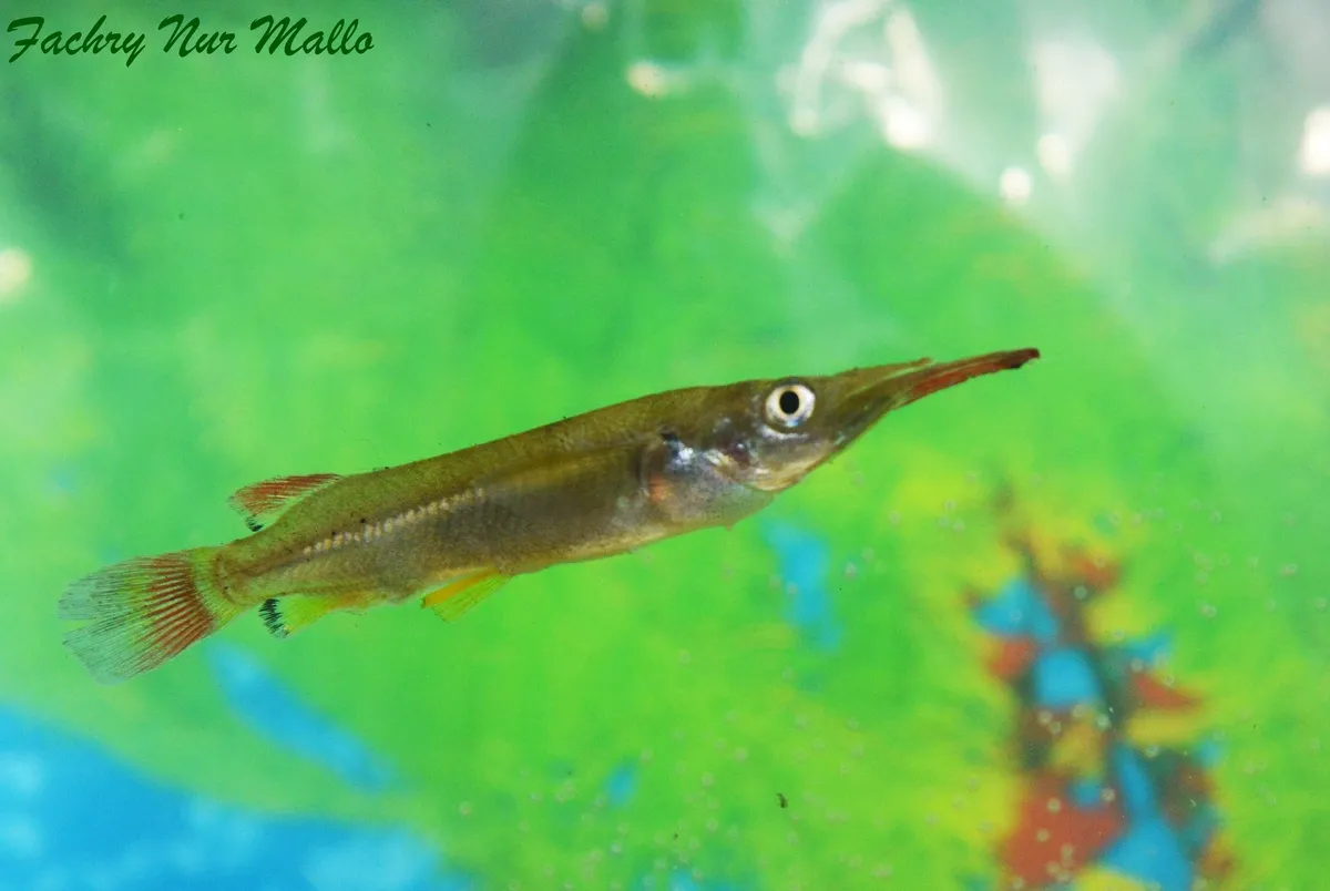 Miniatura: Nomorhamphus (Nomorhamphus spp.)