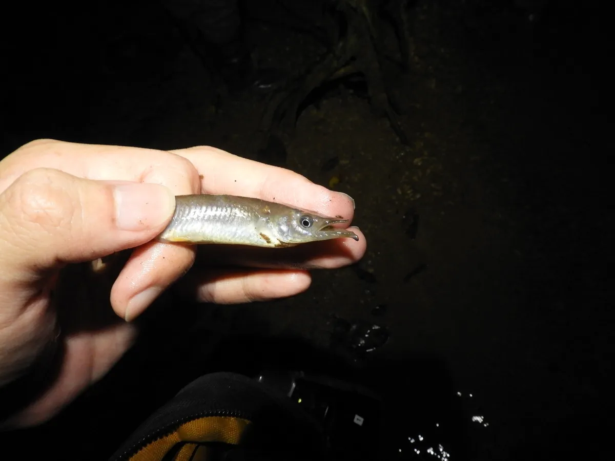Miniatura: Nomorhamphus (Nomorhamphus spp.)