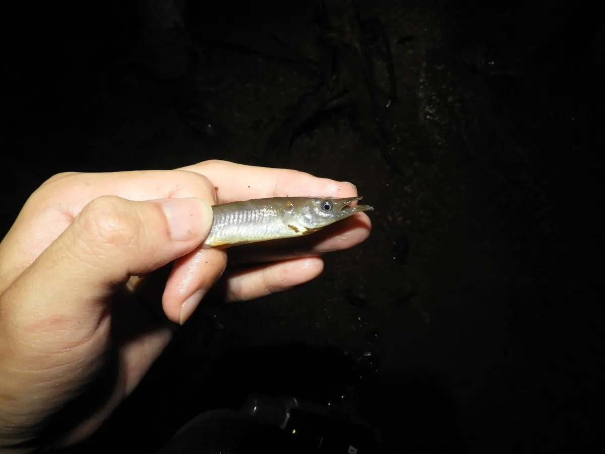 Miniatura: Nomorhamphus (Nomorhamphus spp.)