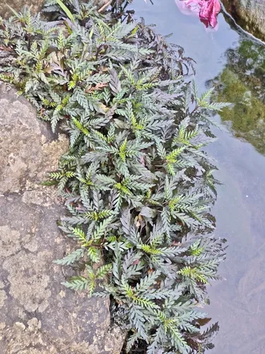 Nomaphila (Nomaphila stricta)
