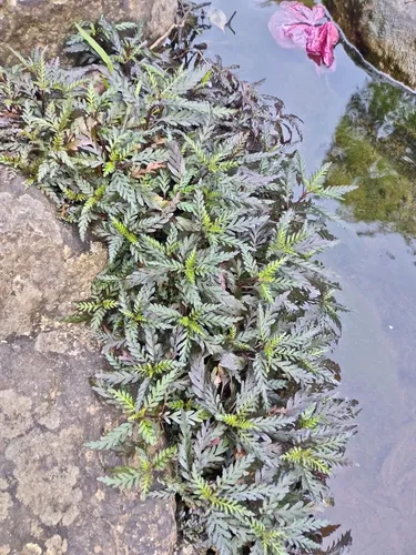 Miniatura: Nomaphila (Nomaphila stricta)