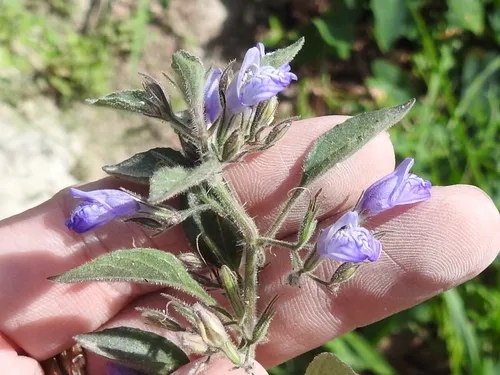 Miniatura: Nomaphila (Nomaphila stricta)