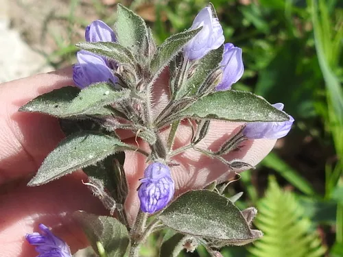 Miniatura: Nomaphila (Nomaphila stricta)