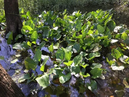 Miniatura: Echinodorus (Echinodorus spp.)
