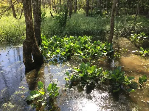 Miniatura: Echinodorus (Echinodorus spp.)