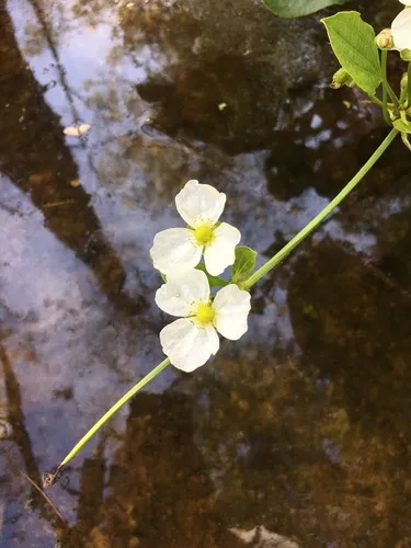 Miniatura: Echinodorus (Echinodorus spp.)