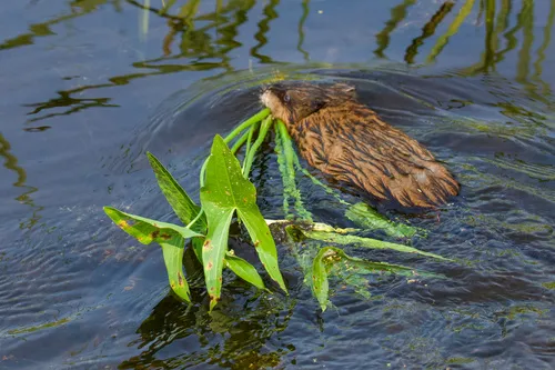 Sagittaria