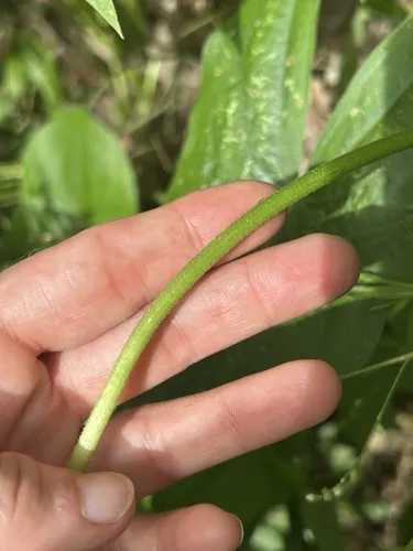 Miniatura: Sagittaria (Sagittaria spp.)