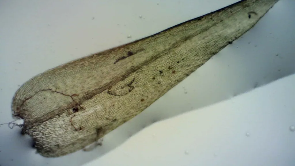 Amblistegiacee (Muschi)