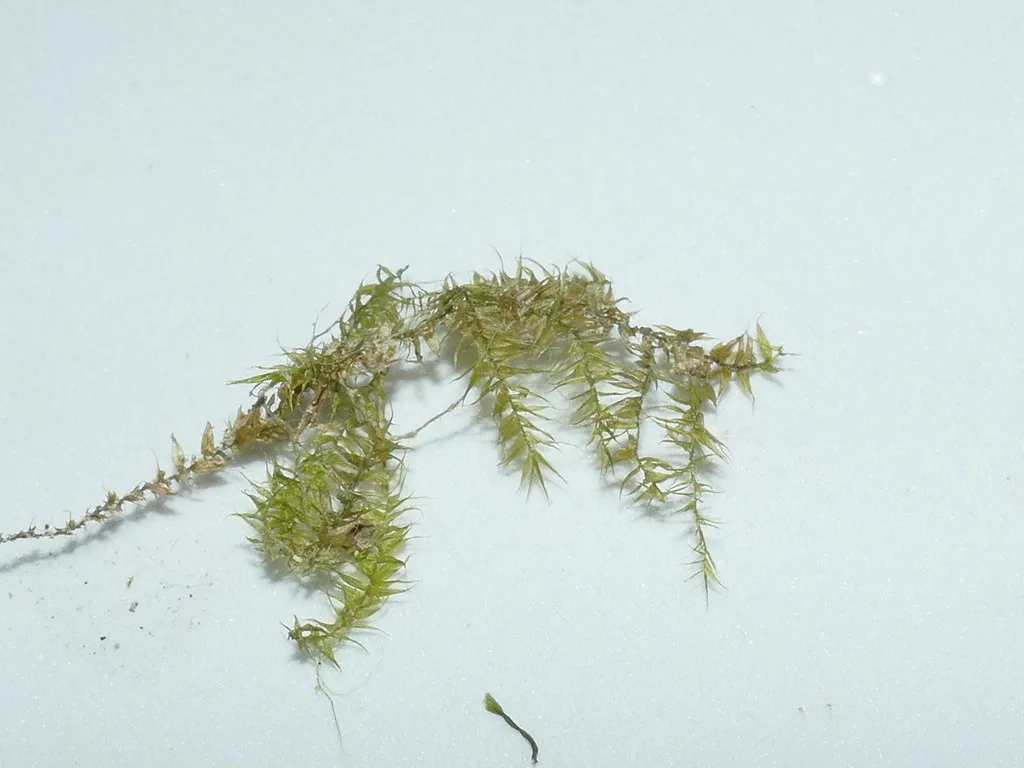 Miniatura: Leptodictyum (Leptodictyum riparium)