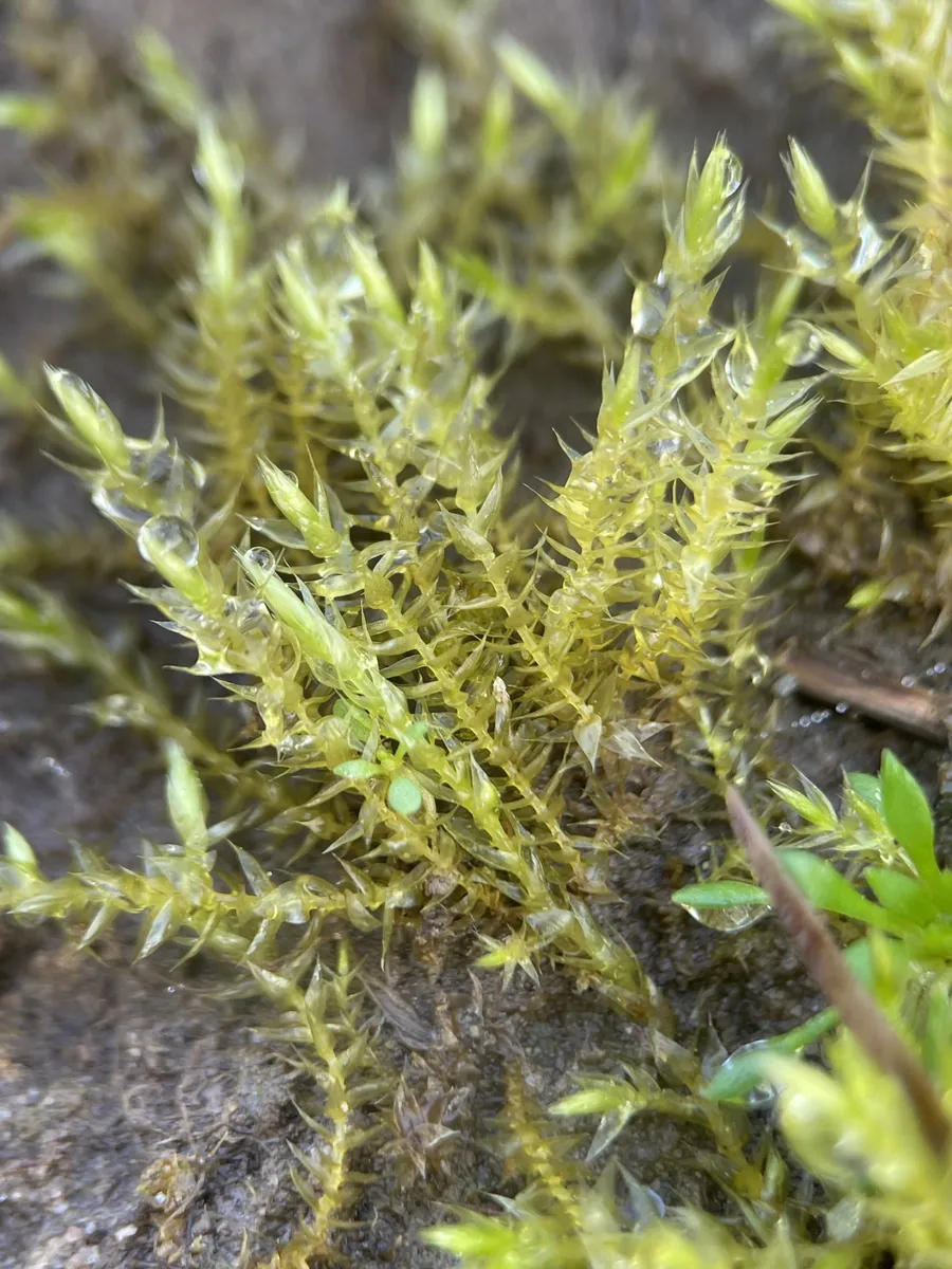 Miniatura: Leptodictyum (Leptodictyum riparium)