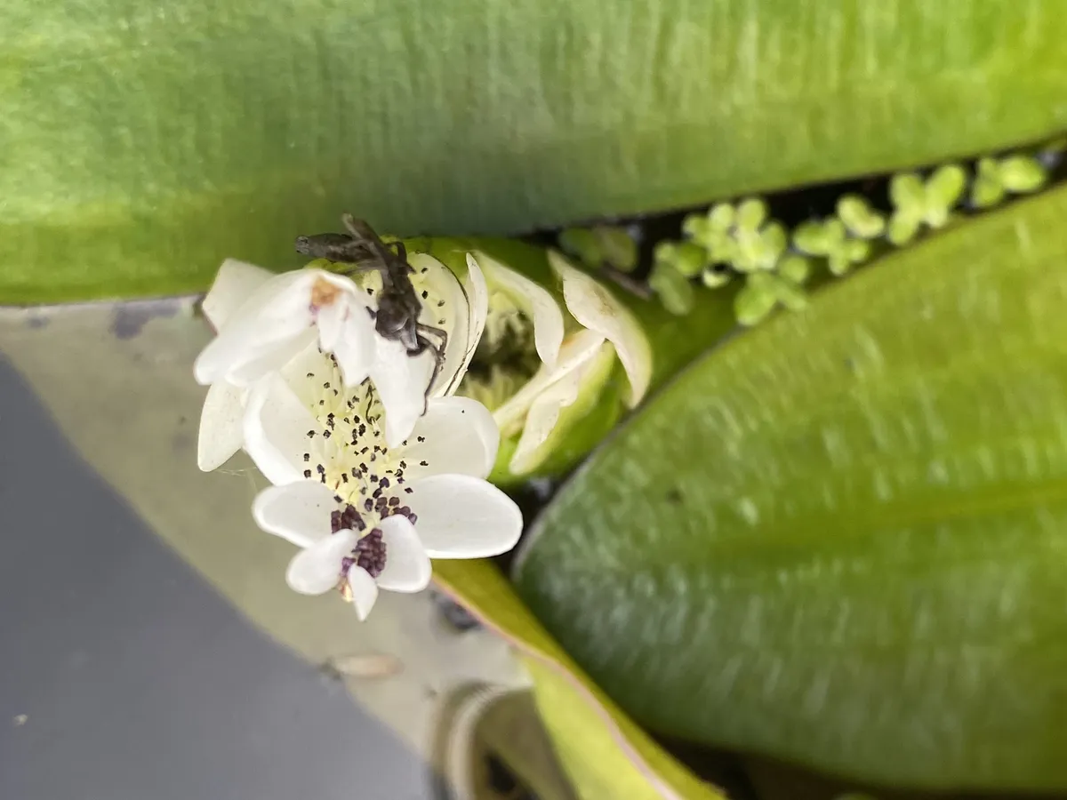 Miniatura: Aponogeton (Aponogeton spp.)