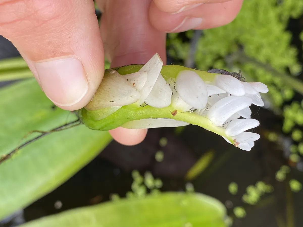 Miniatura: Aponogeton (Aponogeton spp.)