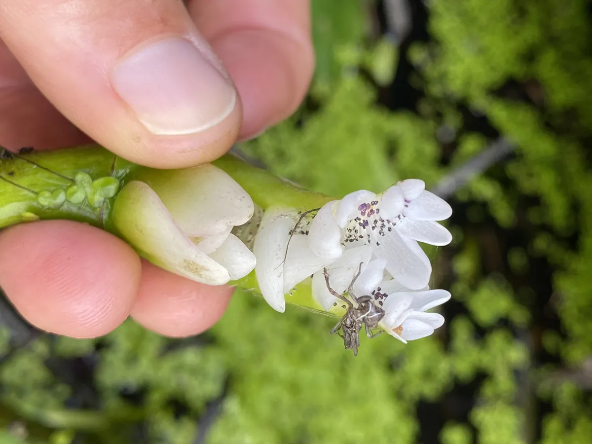 Miniatura: Aponogeton (Aponogeton spp.)