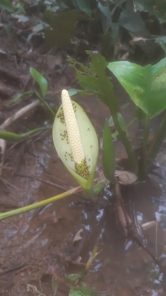 Miniatura: Anubias (Anubias spp.)
