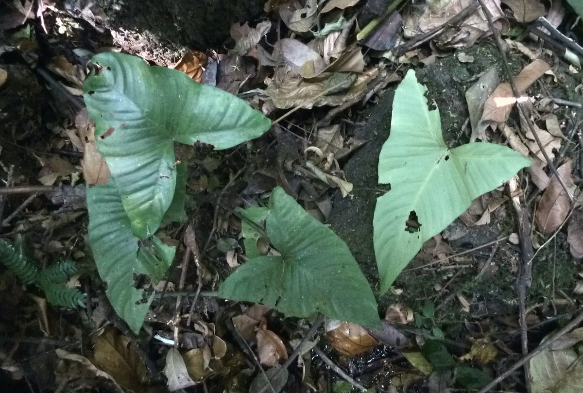 Miniatura: Anubias (Anubias spp.)