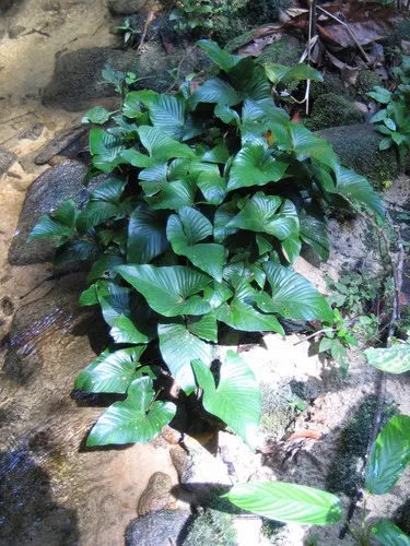 Miniatura: Anubias (Anubias spp.)