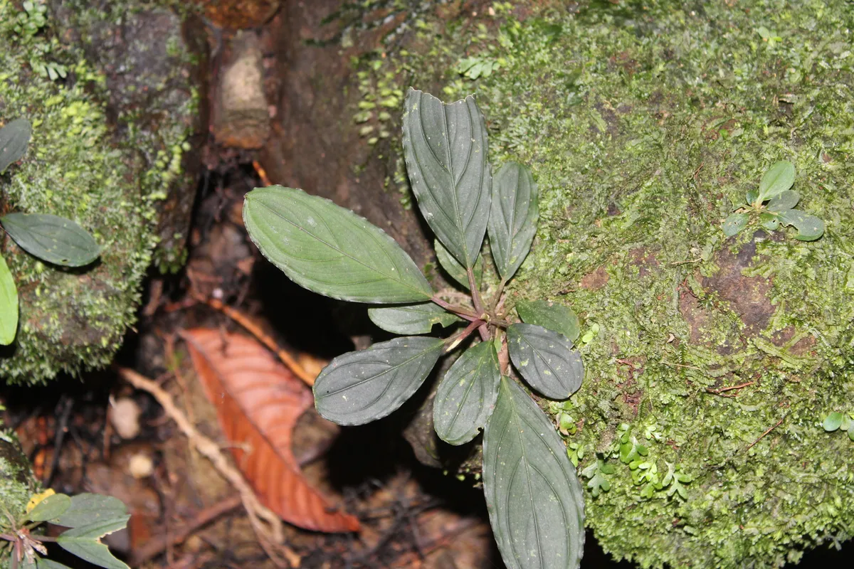 Bucephalandra (Bucephalandra spp.)