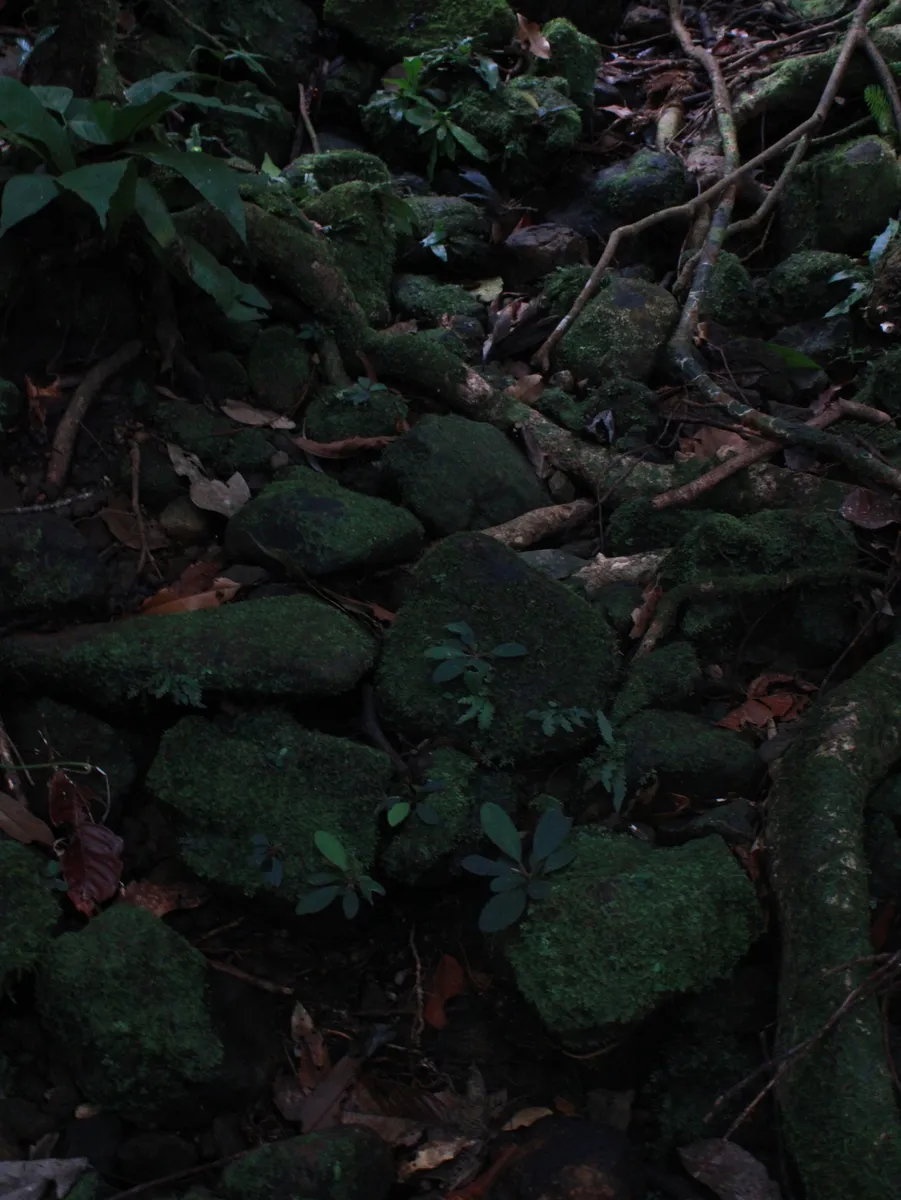 Miniatura: Bucephalandra (Bucephalandra spp.)