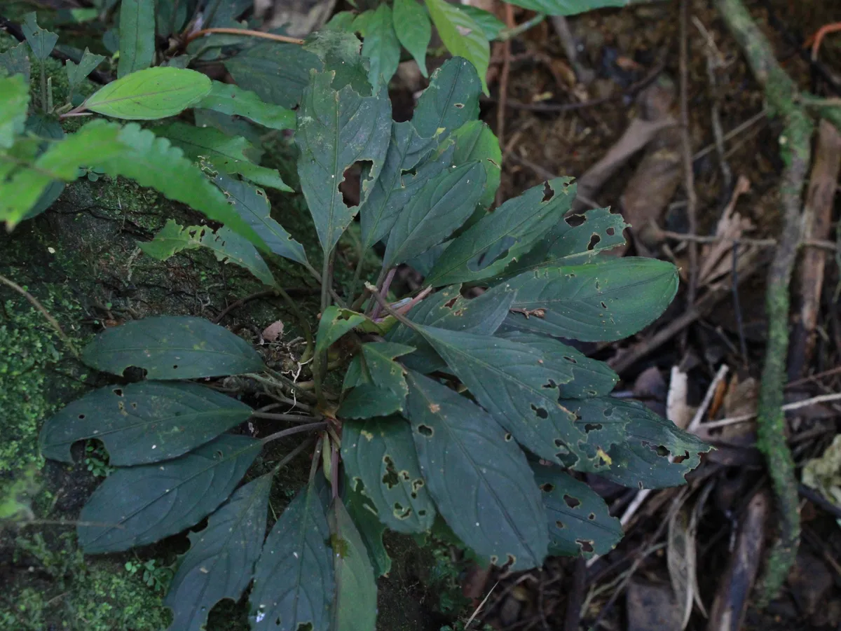 Miniatura: Bucephalandra (Bucephalandra spp.)