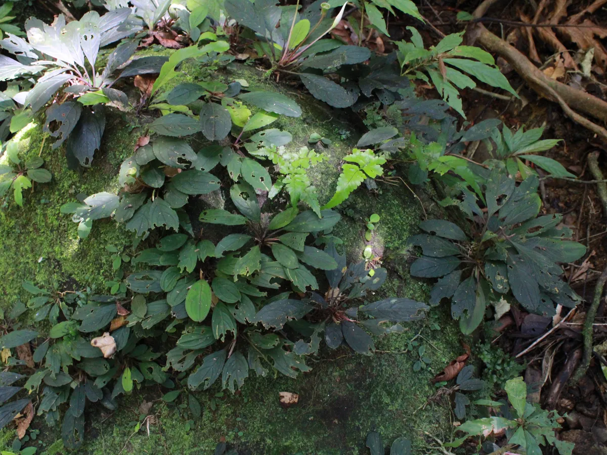 Miniatura: Bucephalandra (Bucephalandra spp.)
