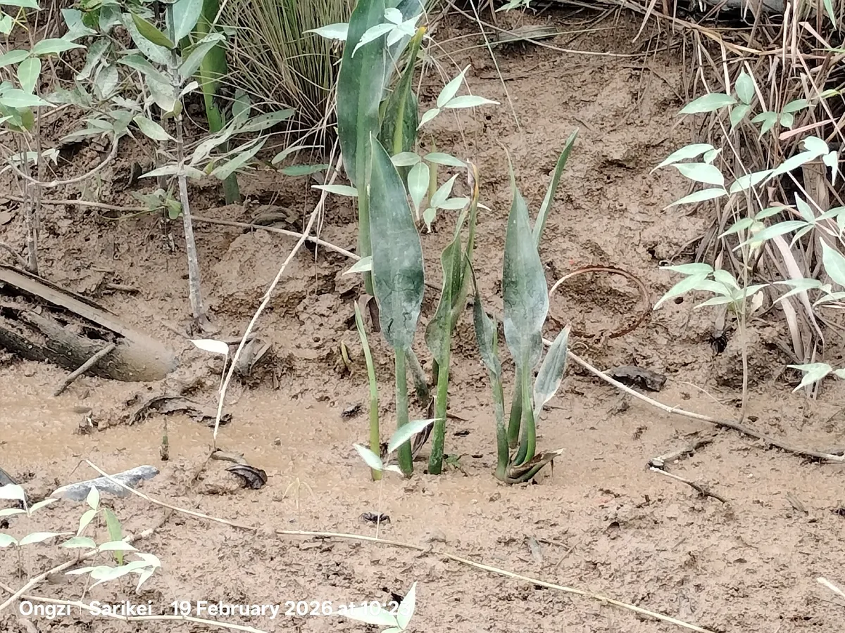 Cryptocoryne (Cryptocoryne spp.)