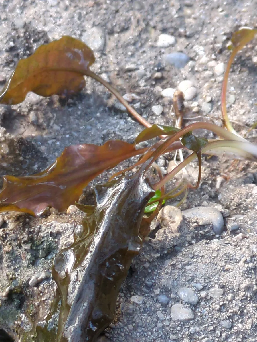 Miniatura: Cryptocoryne (Cryptocoryne spp.)