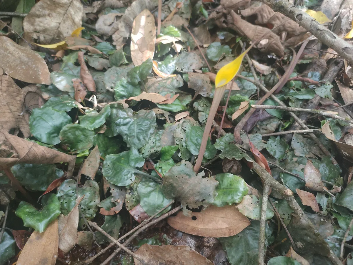 Miniatura: Cryptocoryne (Cryptocoryne spp.)