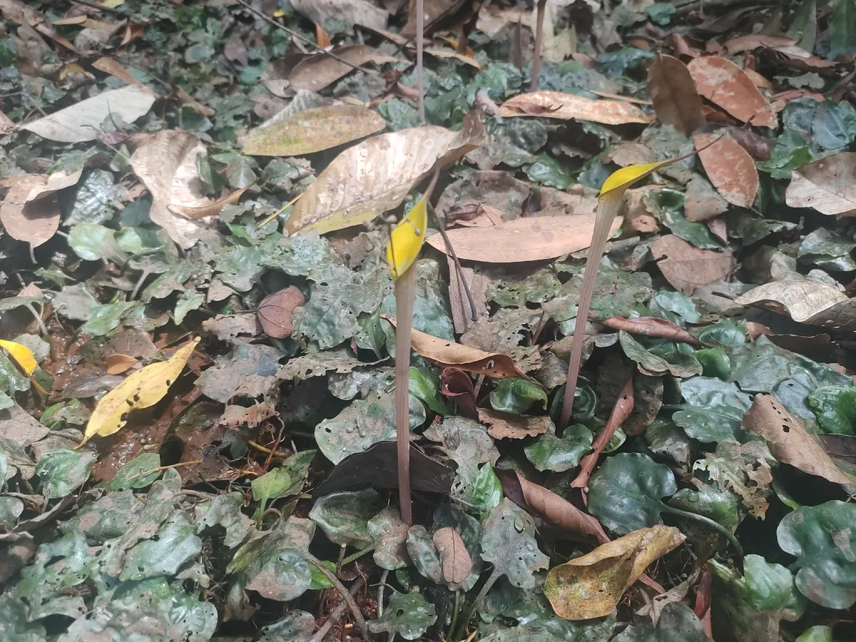 Miniatura: Cryptocoryne (Cryptocoryne spp.)