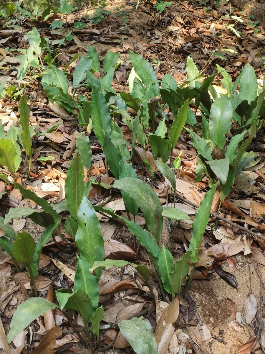 Lagenandra (Lagenandra spp.)