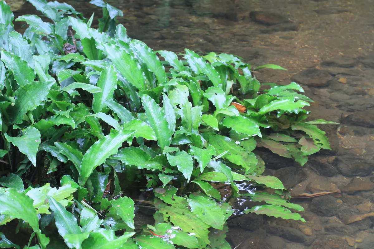 Miniatura: Lagenandra (Lagenandra spp.)