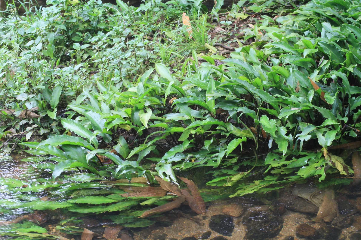 Miniatura: Lagenandra (Lagenandra spp.)