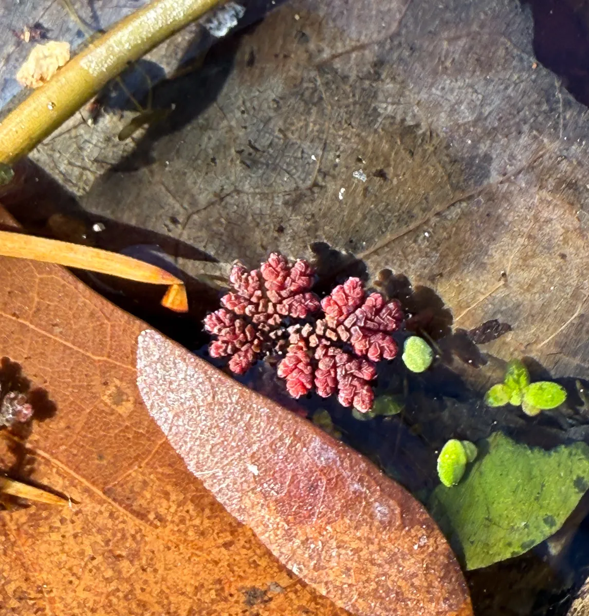 Miniatura: Azolla (Azolla filiculoides)